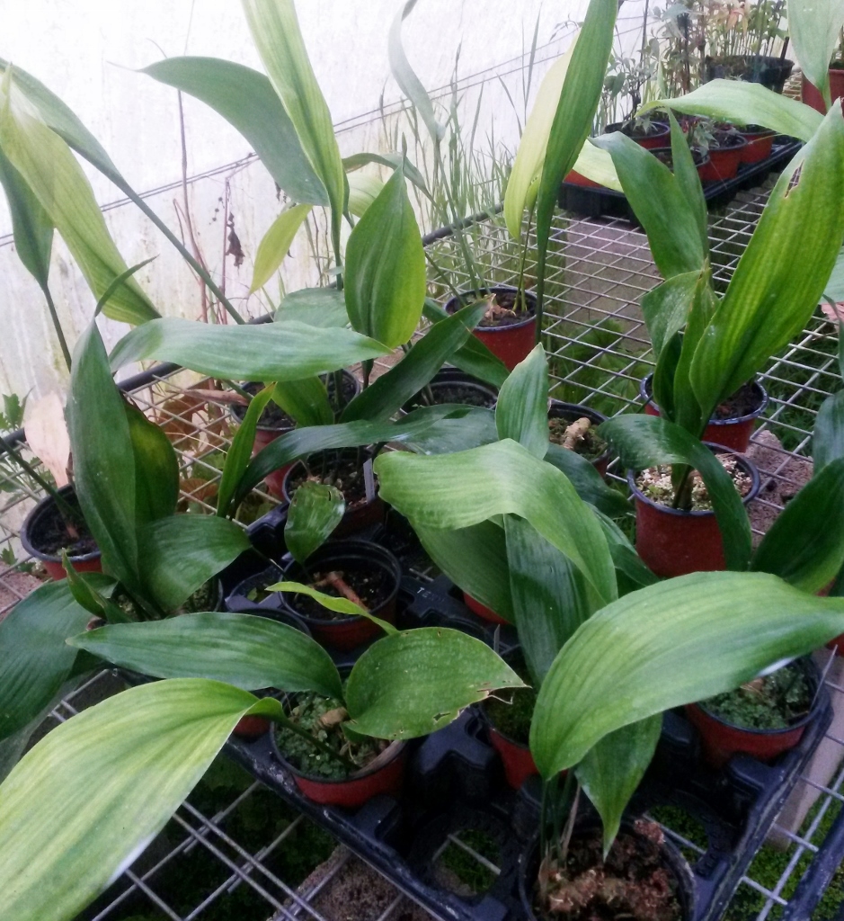 Aspidistra_elatior-2-939x1024-1.jpg
