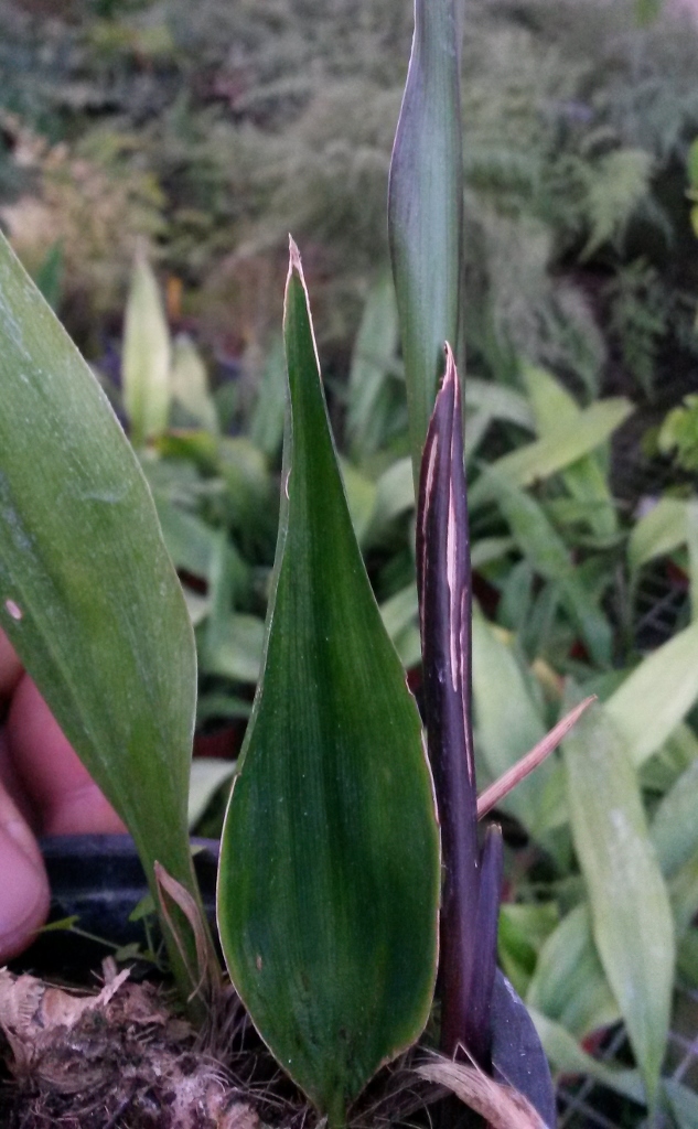 Aspidistra_sichuanensis-1-633x1024-1.jpg