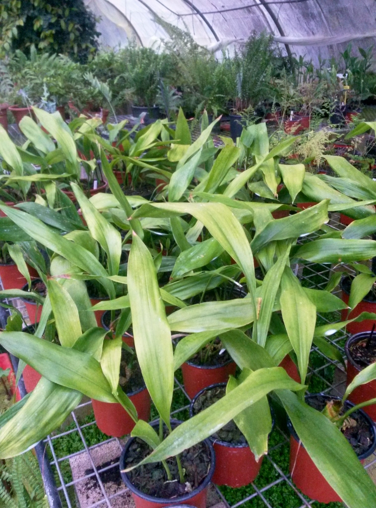 Aspidistra_sichuanensis-758x1024-2.jpg