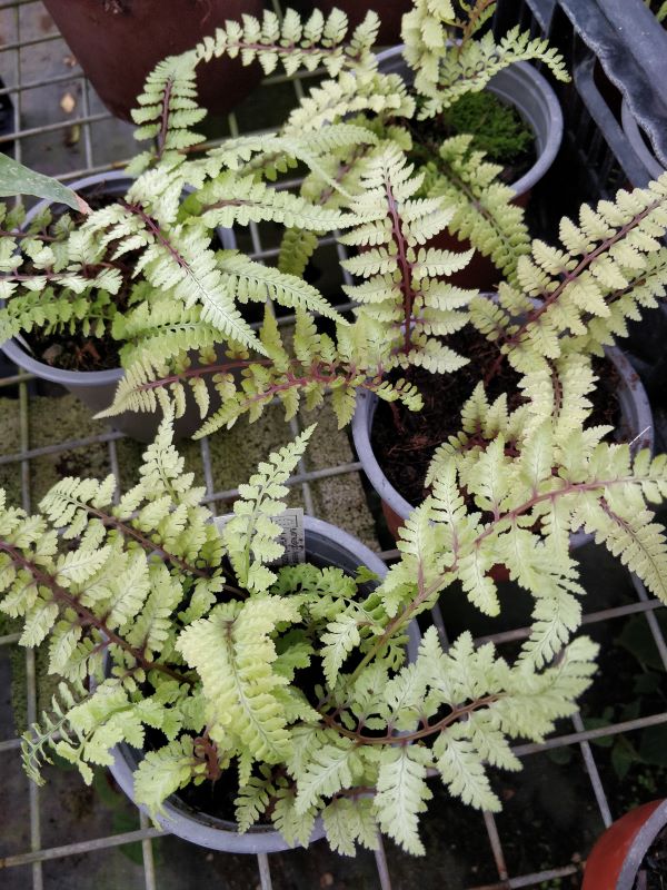 Athyrium_nipponicum_silver_falls_P12