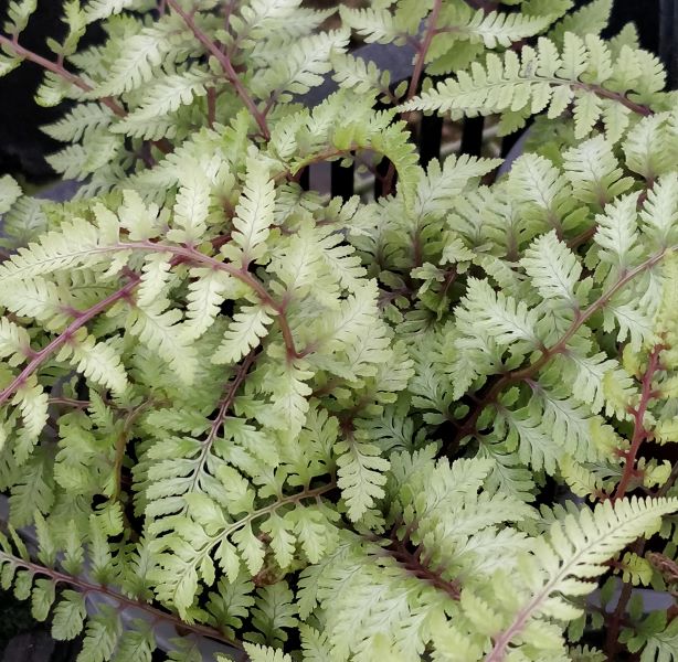 Athyrium_nipponicum_silver_falls_au_printemps