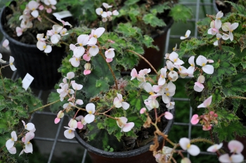 Begonia_Cleopatra350x232.jpg