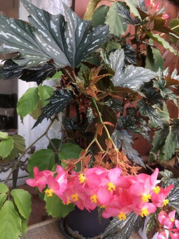 Begonia_Sophie_cecile_fleurs_en_automne-600x800-1.jpg