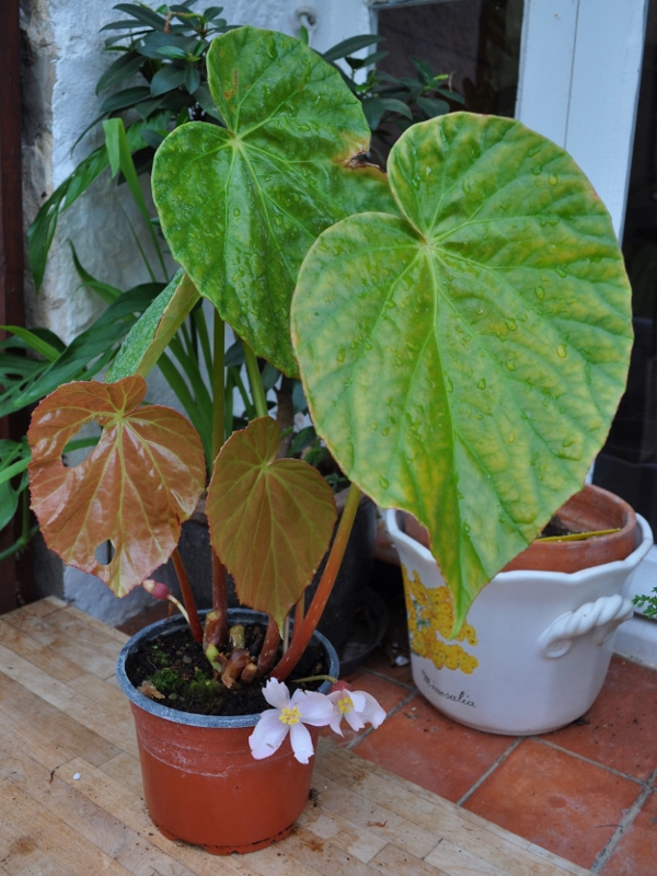 Begonia_aborensis_aspect-600x800-1.jpg