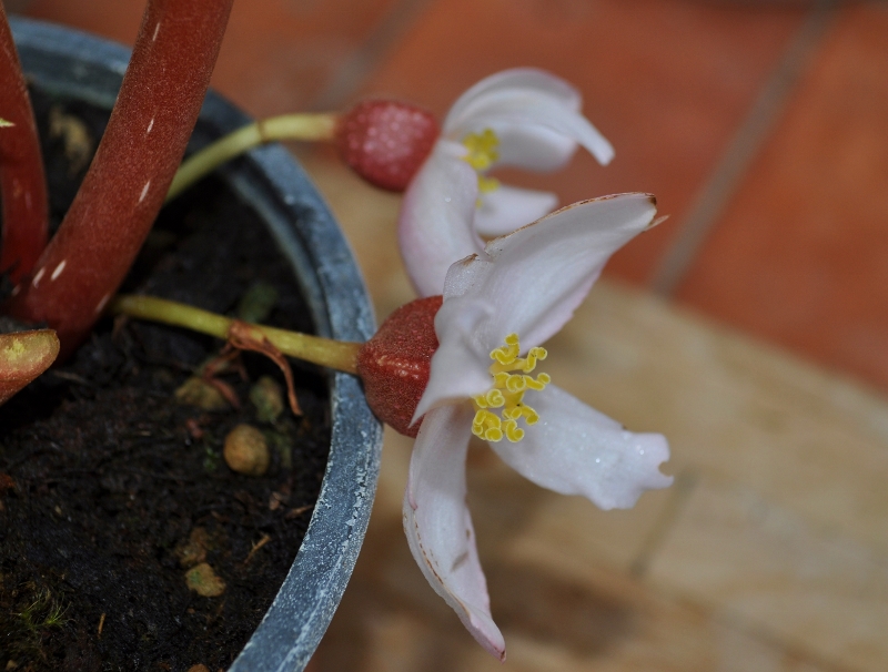 Begonia_aborensis_profil_fleur-800x606-1.jpg