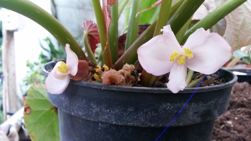 Begonia_aff_aborensis-2.jpg