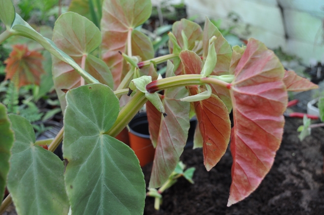 Begonia_angularis640x425.jpg