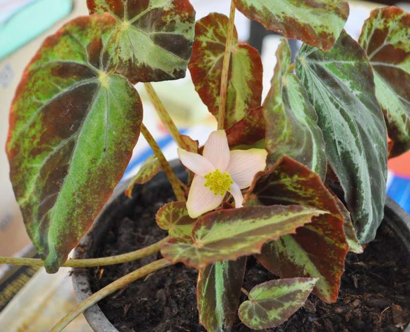 Begonia_burkilii-2-800x648-1.jpg