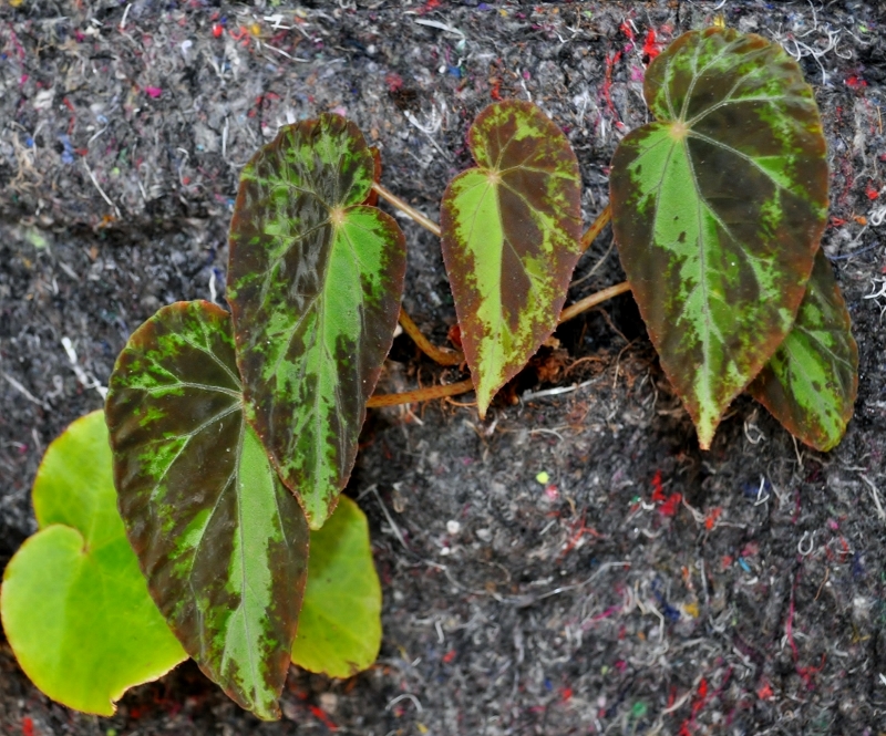 Begonia_burkillii_jeune_800x665.jpg