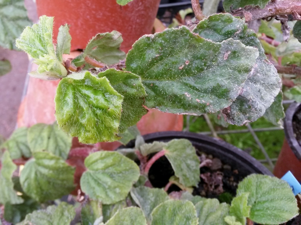 Begonia_fagifolia-4-1024x766-1.jpg