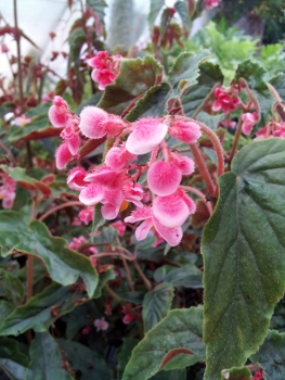 Begonia_ginny2263x350.jpg
