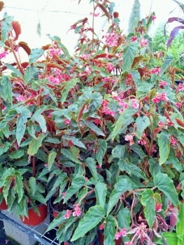 Begonia_ginny263x350.jpg