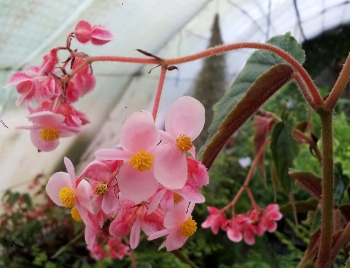 Begonia_ginny350x268.jpg