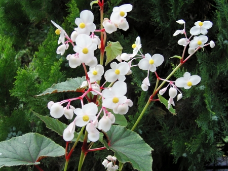 Begonia_grandis_alba@450x338.jpg