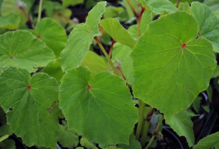 Begonia_grandis_vert@450x307.jpg