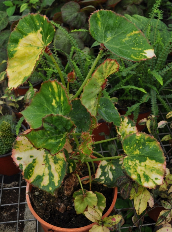 Begonia_manicata_aureomaculata-1-594x800-1.jpg