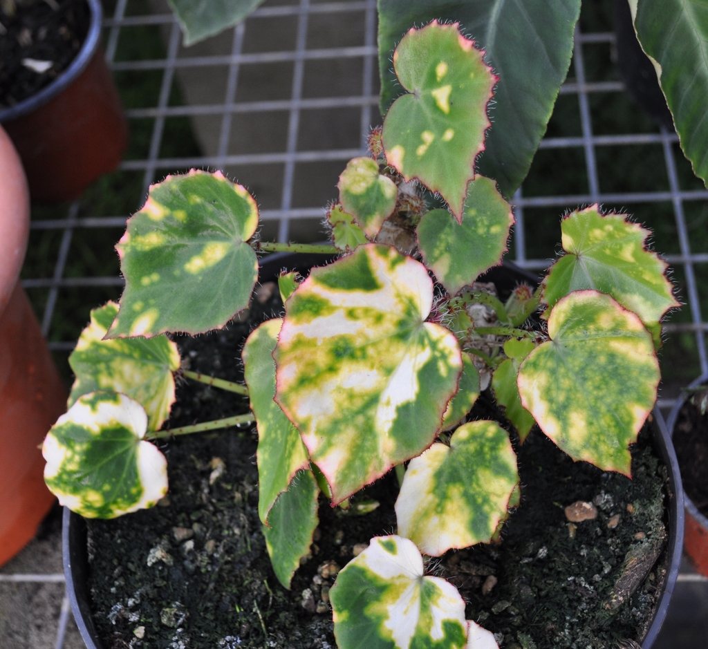Begonia_manicata_aureomaculata-1024x939-1.jpg