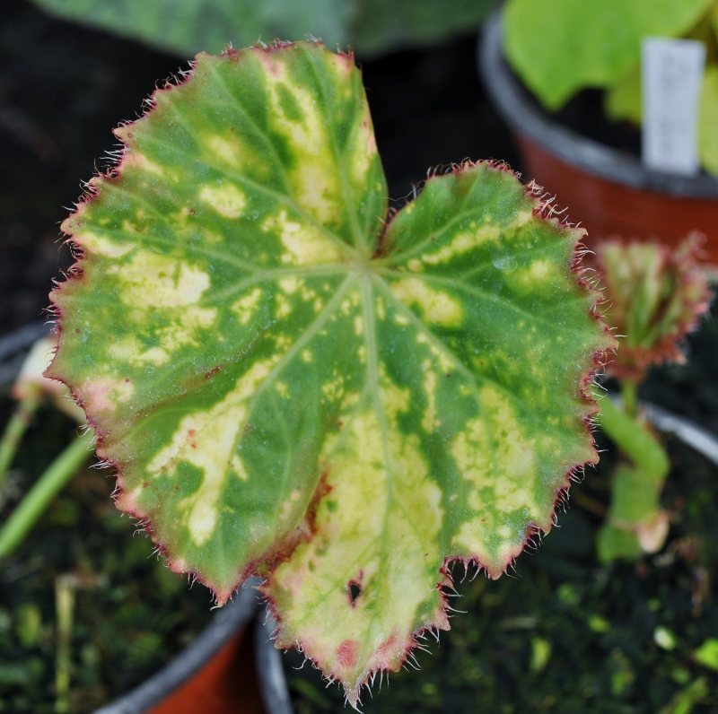 Begonia_manicata_aureomaculata-2-800x796-1.jpg