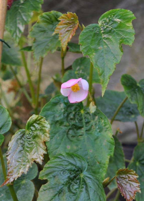 Begonia_palmata_Dark_Star_fleur-573x800-1.jpg