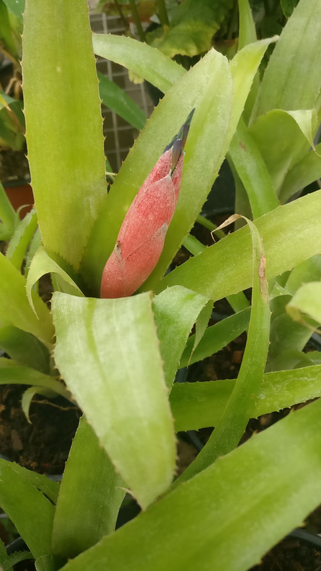 Billbergia_windy_fleur_light.jpg