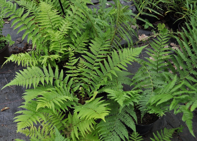 Dryopteris_filix_mas-2-copie.jpg