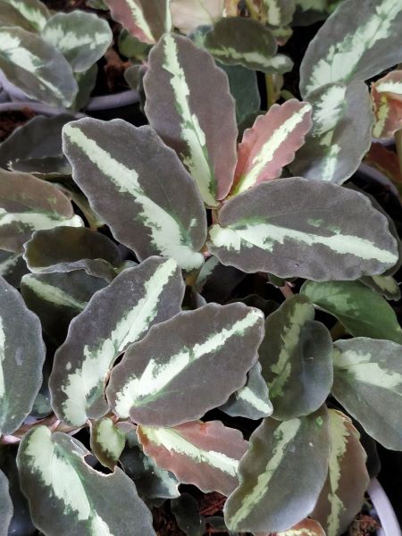 Elatostema_repens_Velvet_Twilight_detail