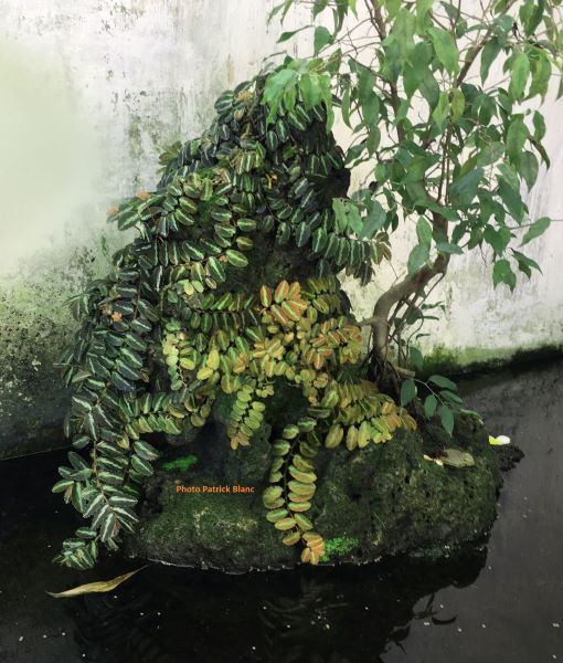 Elatostema_repens_Velvet_Twilight_port_naturel