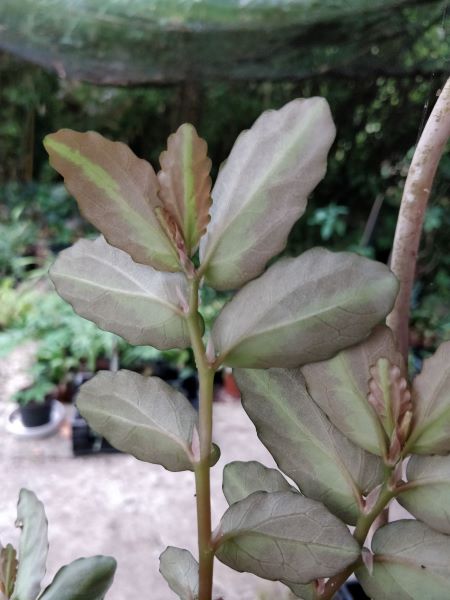 Elatostema_repens_Velvet_Twilight_revers