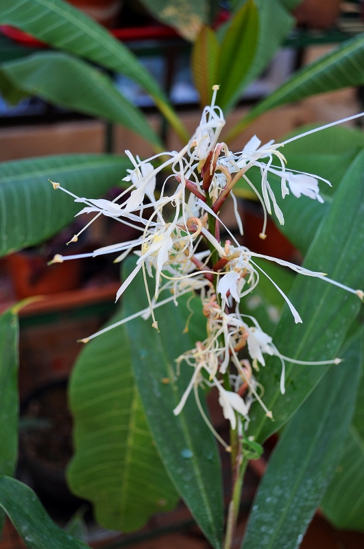 Hedychium_villosum_tenuifolium-531x800-1.jpg