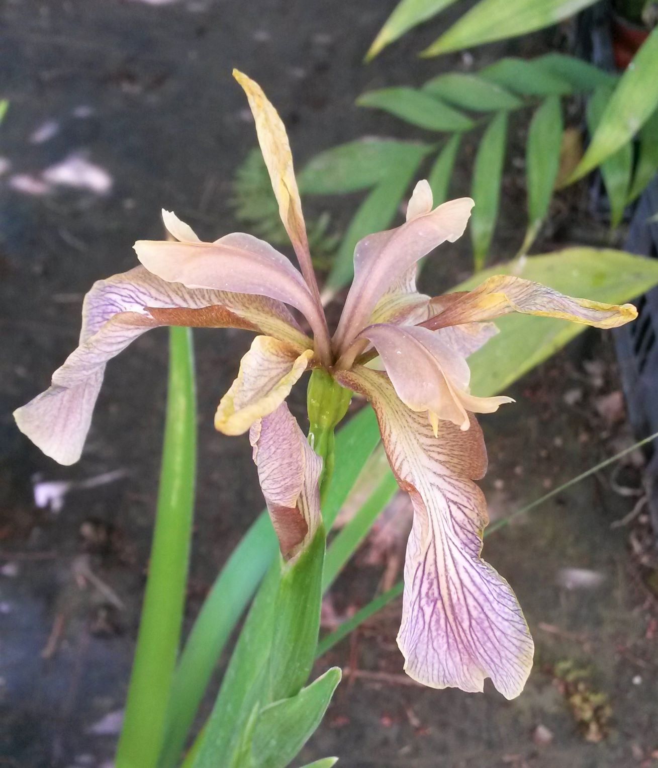 Iris_foetidissima_fleur.jpg