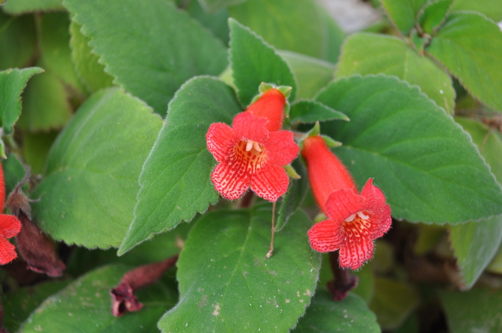 Kohleria_eriantha-10-1024x680-1.jpg