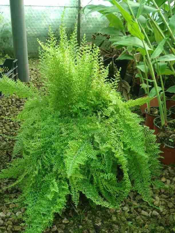 Nephrolepis_exaltata_VeronaOPT.jpg