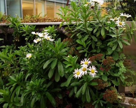 Nipponanthemum_nipponicum450x357.jpg