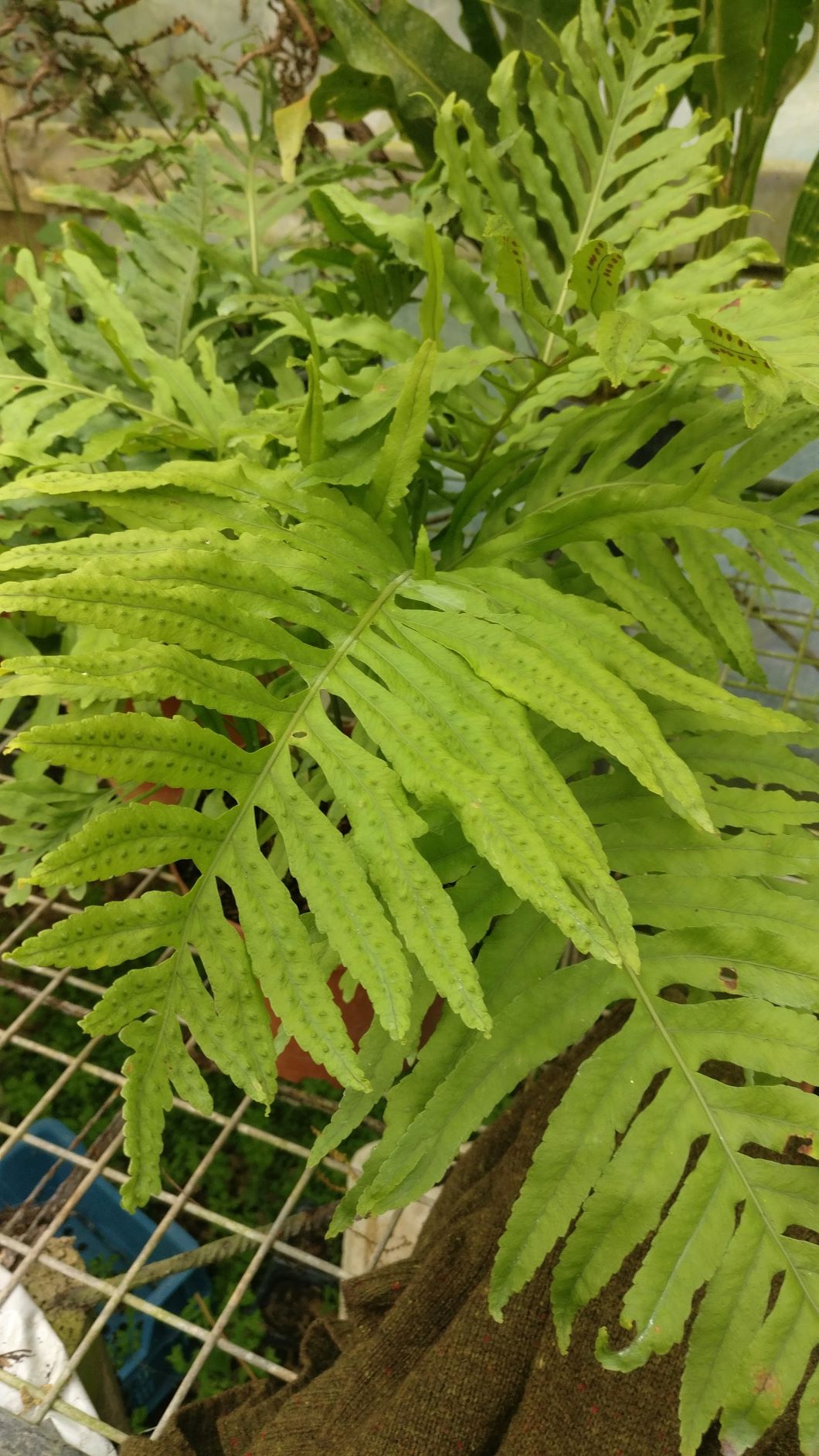 Polypodium_cambricum_macaronesicum_light.jpg