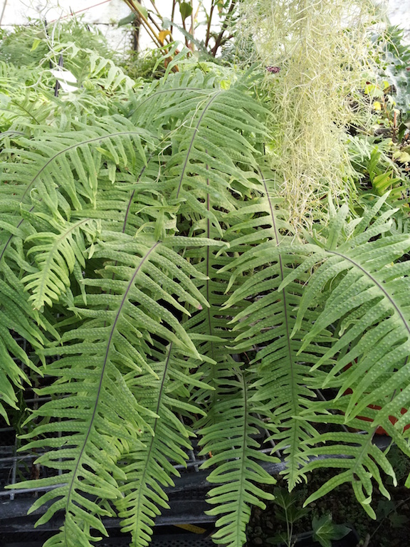 Polypodium_formosanum-3-copie.jpg