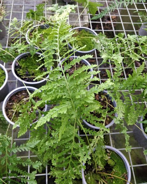 Polypodium_vulgare_bifido-multiceps_automne