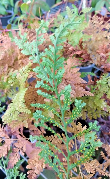 Polypodium_vulgare_bifido-multiceps_sores