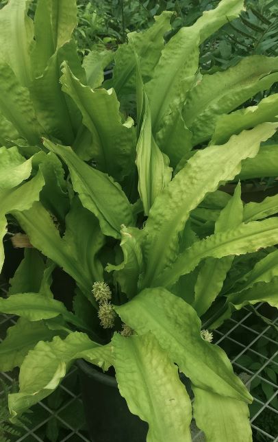 Rohdea_delavayi_inflorescences
