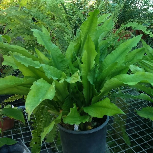 Rohdea_delavayi_port