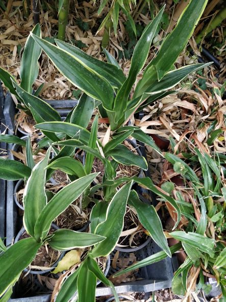 Rohdea_japonica_marginata_de_dessus