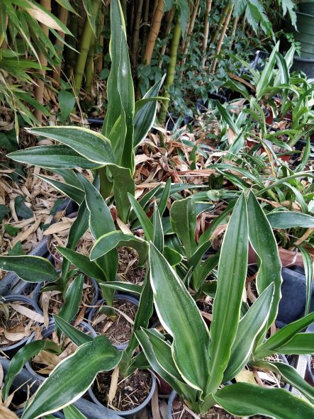 Rohdea_japonica_marginata_lys_sacre_du_japon