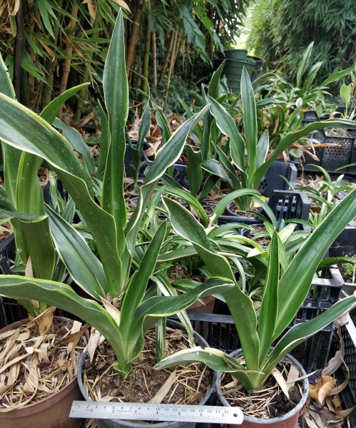 Rohdea_japonica_marginata_pot17_et_pot13cm