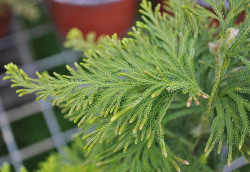 Selaginella_stauntoniana_detail_800x550.jpg