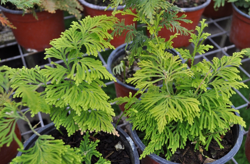 Selaginella_stauntoniana_port_800x525.jpg