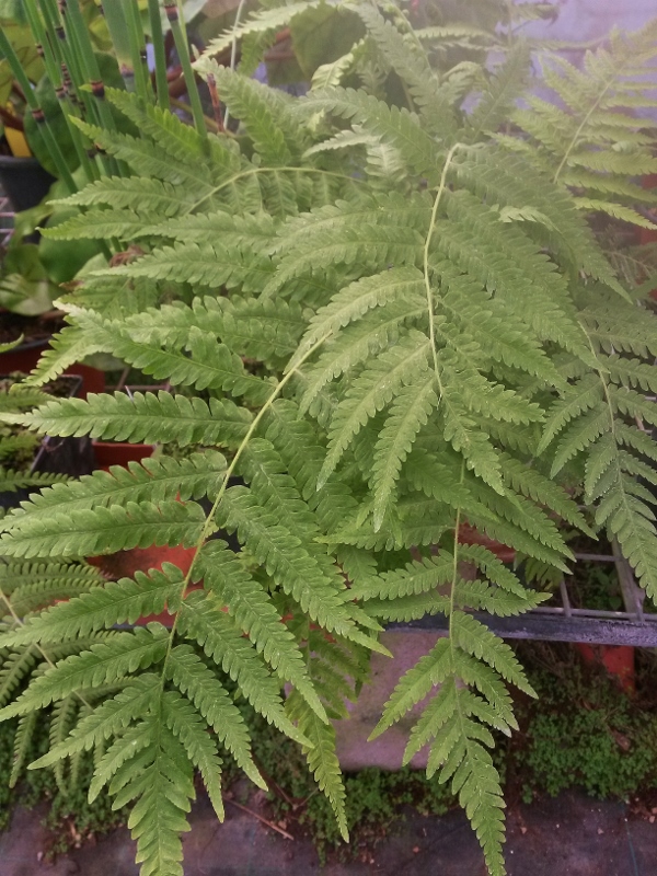 Thelypteris_kunthii_fronde_sterile-600x800-1.jpg