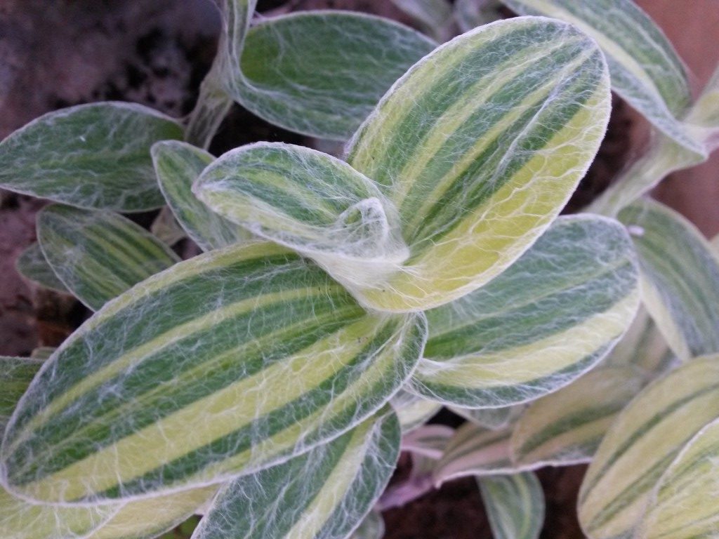 Tradescantia_sillamontana_variegata-3-768x1024-e1521702722282.jpg