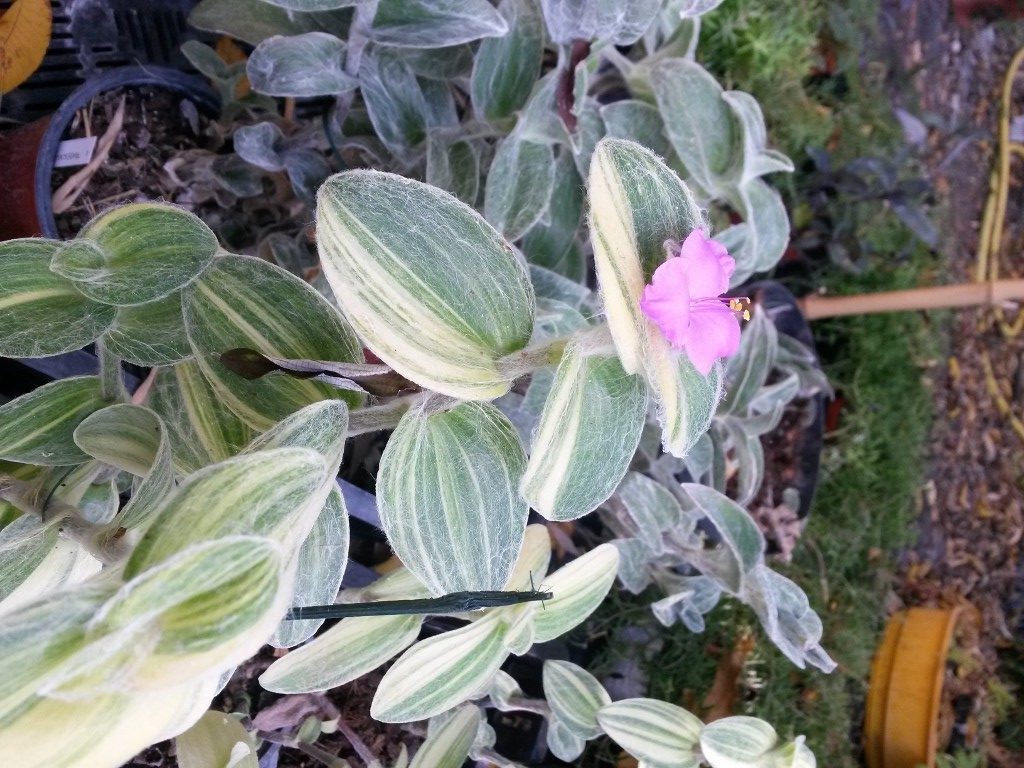 Tradescantia_sillamontana_variegata-768x1024-e1521702644963.jpg