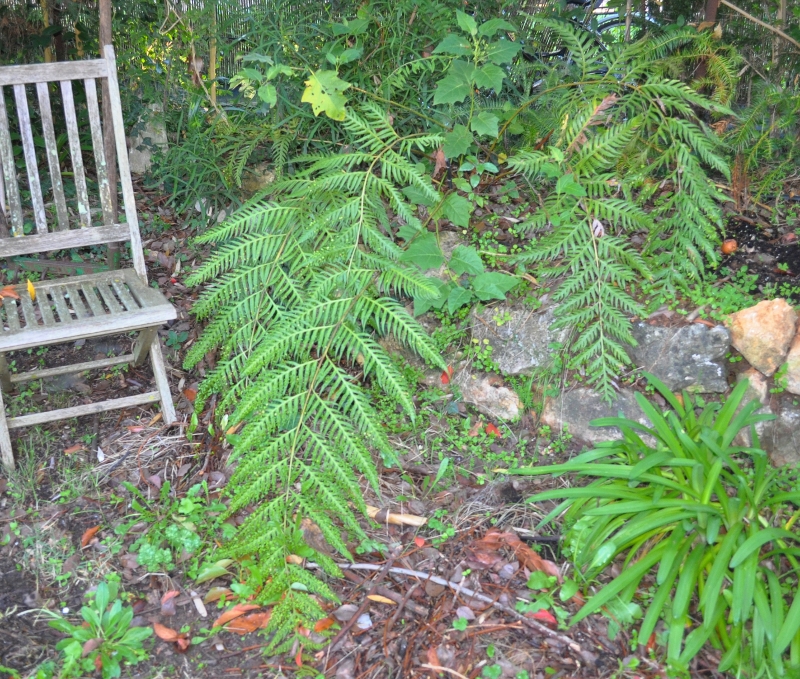 Woodwardia-orientalis-var.-formosana-dans-le-jardin-800x679-1.jpg