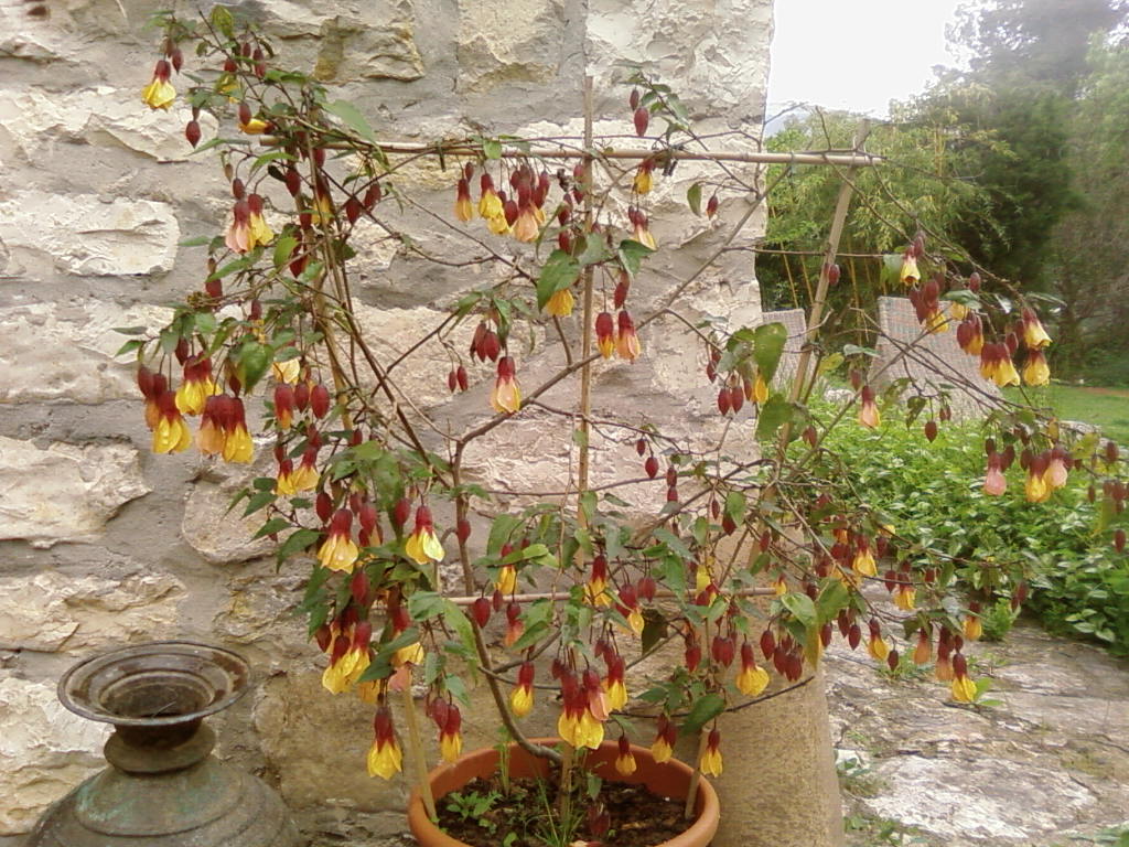 abutilon_kentish_bell.jpg