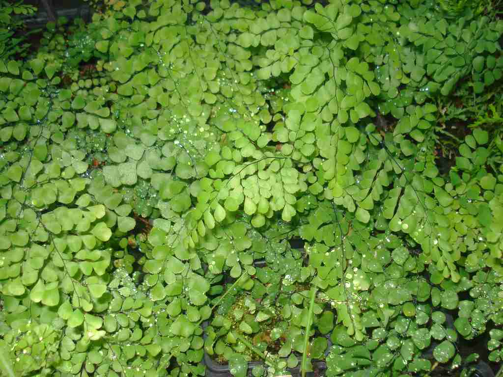 adiantum_venustumOPT.jpg